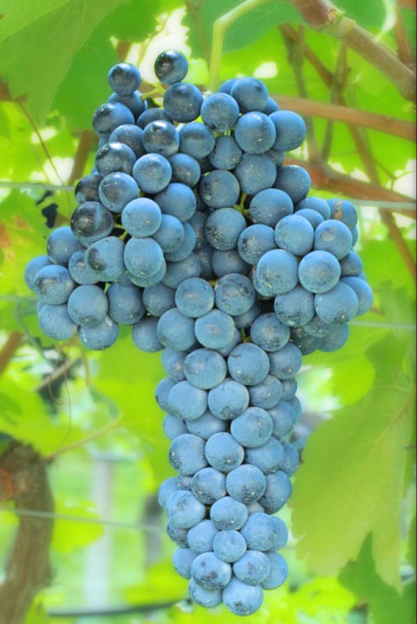 rebo grape